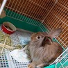 もうすぐ3歳のウサギちゃん！ サムネイル4