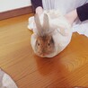 もうすぐ3歳のウサギちゃん！ サムネイル6