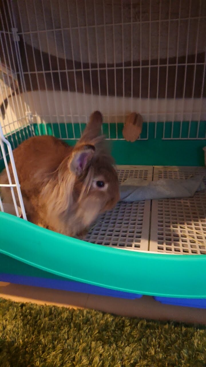 もうすぐ3歳のウサギちゃん！ サムネイル7