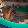 もうすぐ3歳のウサギちゃん！ サムネイル7