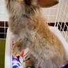 もうすぐ3歳のウサギちゃん！ サムネイル3