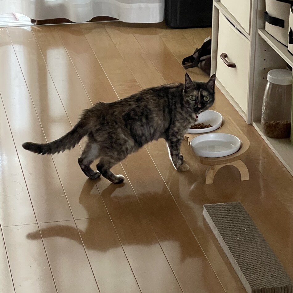 グリのカバー写真