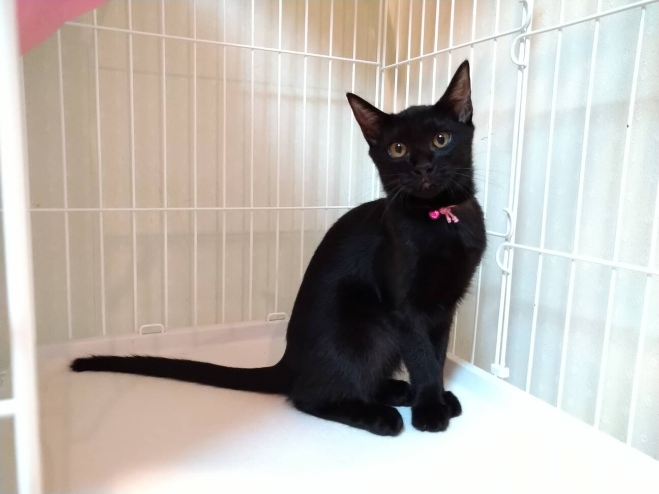 性格花丸 甘えん坊な女の子 愛知県 猫の里親募集 ペットのおうち 月間利用者150万人