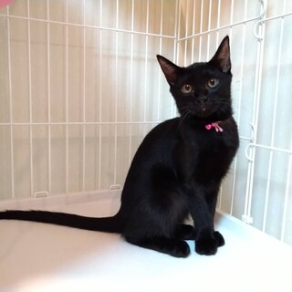 性格花丸☆甘えん坊な女の子