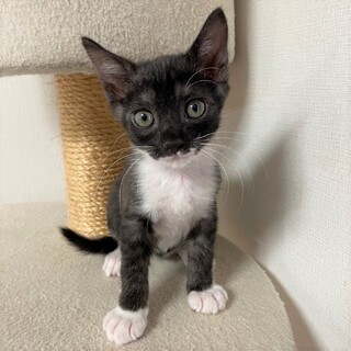 なでなで大好きタキシード風の黒白★界くん