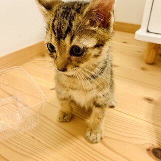 性格◎！キジトラ子猫ぷちくん