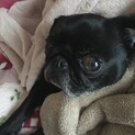黒パグ　♀ おはぎちゃん　6歳