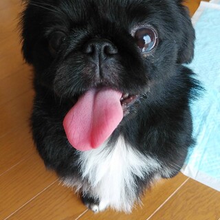 ペキニーズ　♀10ヶ月ペコちゃん