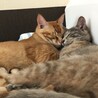 かむかむみかん