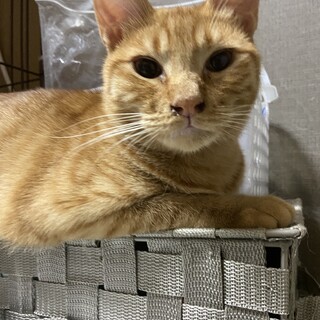 天然キャラ♂茶トラ　9/20 天王寺にて譲渡会