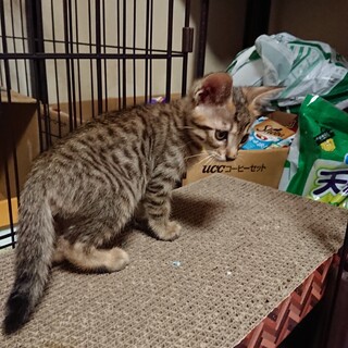 仔猫マロン君の里親さん募集一時停止