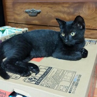 可愛い 黒猫