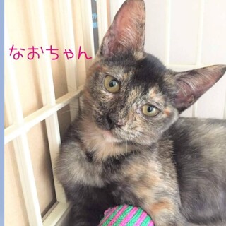 保健所引き出しのサビ猫ナオちゃん