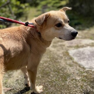 多頭飼育崩壊からのセンター収容【仮名 麦くん】
