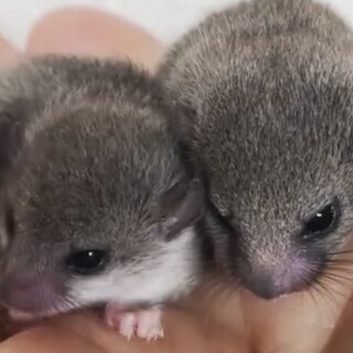 アフリカヤマネベビー　セルフ♂・ノーマル♀