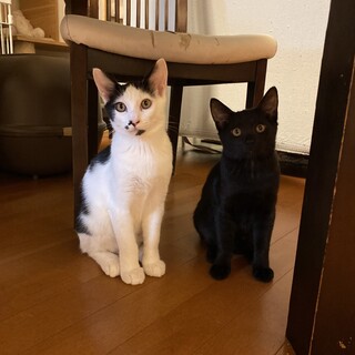 ハチワレくん、黒猫ちゃんペア　2匹里親さん募集中