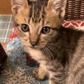キジトラ甘えん坊ごんちゃん