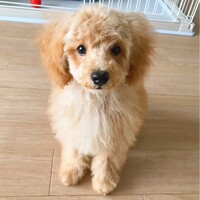 コロン