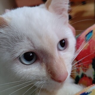 ピンクの桜耳と、ブルーアイズが魅力の可愛子ちゃん！