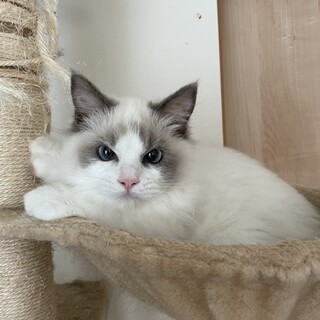 ラグドール♂6ヶ月くらい