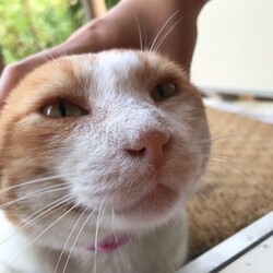 最近の茶色ちゃん