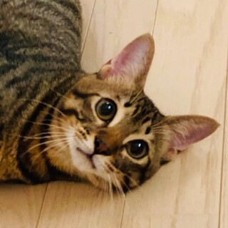 推定3月1日生まれ！ゴロゴロ男子　奏（かなで）くん