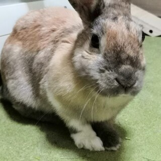 保護うさぎ：莉々(りり)ちゃん［佐渡っこ］