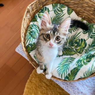【一時募集停止】長毛子猫『つゆちゃん』3ヶ月