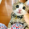 【一時募集停止】『いとくん』甘えん坊！キジ白子猫