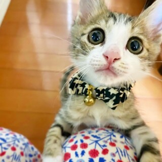 【一時募集停止】『いとくん』甘えん坊！キジ白子猫