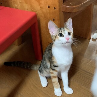 ちべぷーはQ10な姉弟４か月。ペア単独OKです①