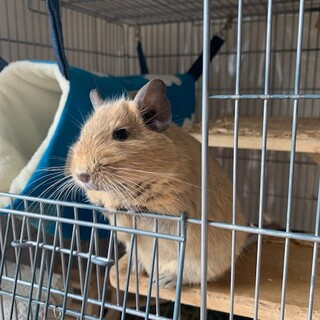 デグー　サンド　2歳5か月のオス