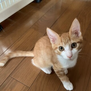 ちべぷーはQ10な姉弟４か月。ペア単独OKです②