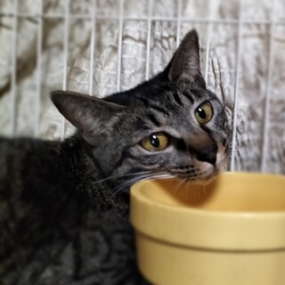 シャイだけどベタベタ甘えん坊のミーちゃん