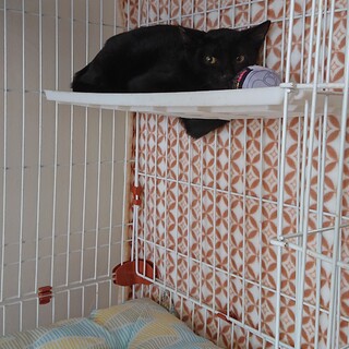 触り放題の黒子猫ちゃん♪