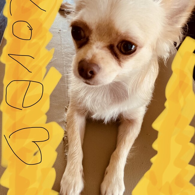 ゆめみいのカバー写真