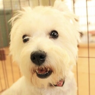 クリクリおめめの甘えん坊、ボール大好きアロエちゃん