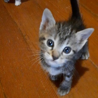 正式譲渡❣️ママ猫死亡レスキュー✨うらら