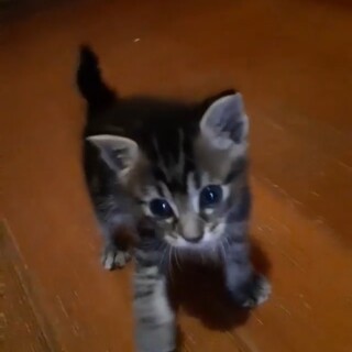 正式譲渡❣️ママ猫死亡レスキュー✨むぎ