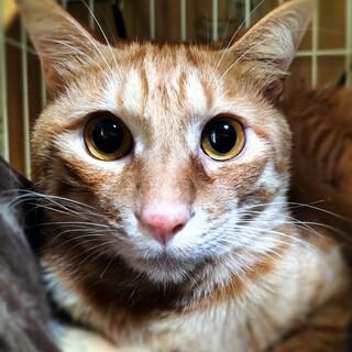 まんまるお目々で臆病だけどなでなで好き