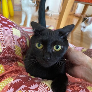 黒にゃん兄妹の末娘、甘えん坊なチョコちゃん♡
