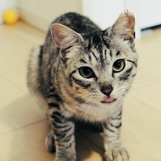 【募集一時停止】『ほたるくん』サバトラ１歳