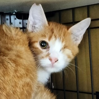 片目の芥子(からし)ちゃん。ちょっとビビりっ子。