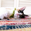 超甘々な三毛猫いさきちゃん♪