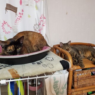 家猫修行中！触れるおこげちゃん