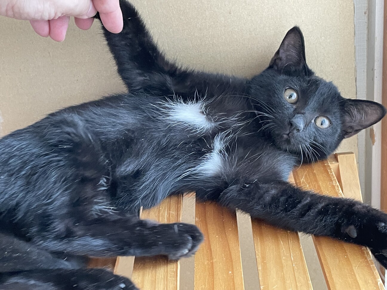 黒兄弟 4ヶ月 あられ 大阪府 猫の里親募集 381976 ペットのおうち 月間利用者150万人