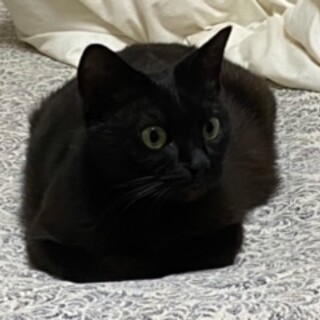 クロスケ　なれなれ初心者向き