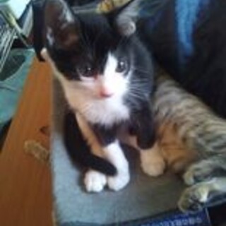 生後２−３ヶ月のハチワレの子猫オス