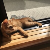 鷲尾　甲（かぶと）