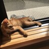 鷲尾　甲（かぶと）